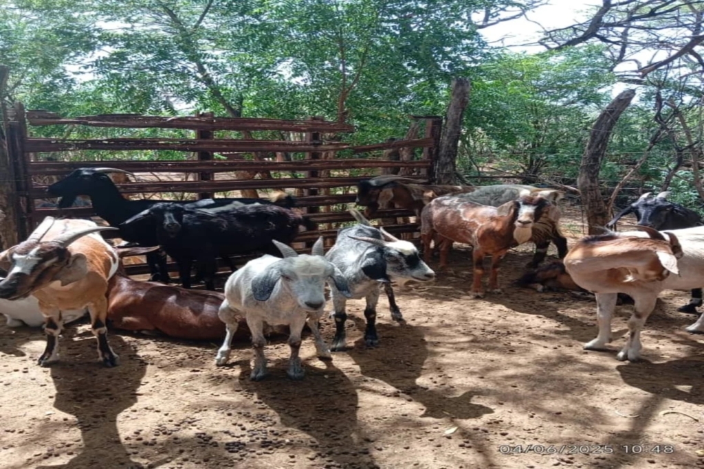 PRODUCTORES CAPRINOS