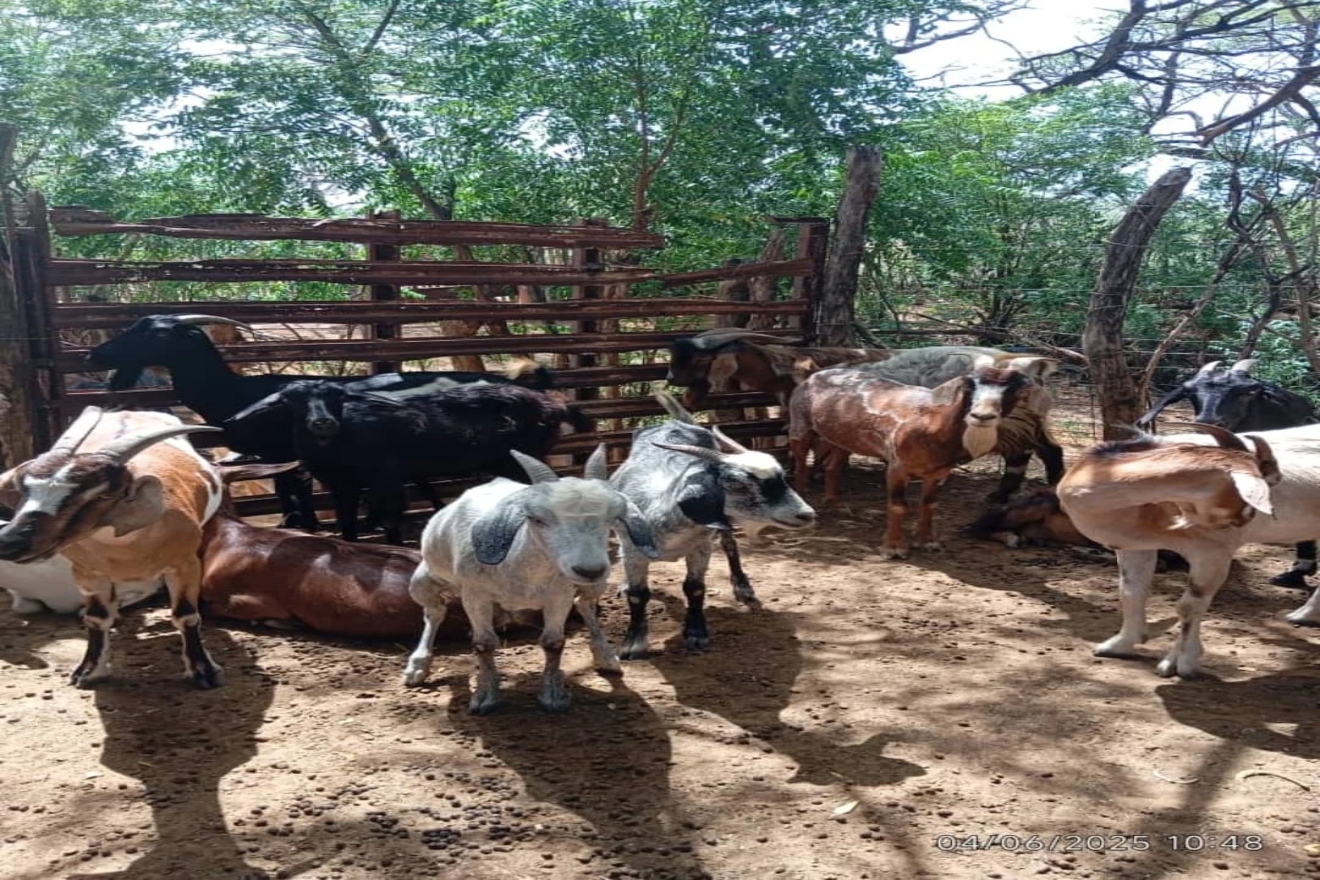 PRODUCTORES CAPRINOS