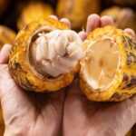 Agricultores de Amazonas serán integrados para potenciar la producción de cacao en la región