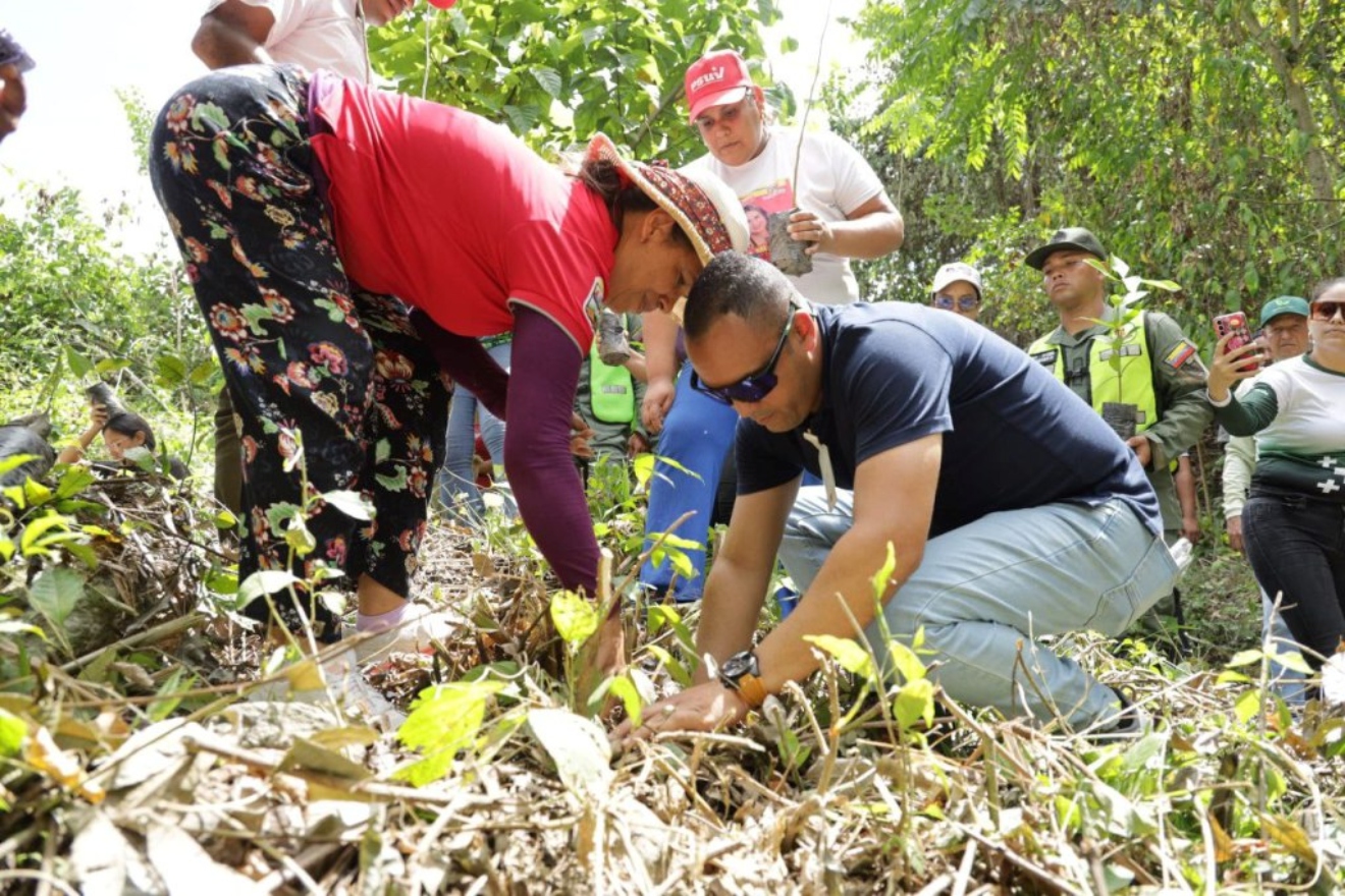reforestación