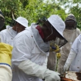 Apicultores
