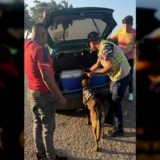 PNB aprehendió a dos sujetos por posesión de marihuana en Sucre