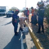 El-impacto-de-los-incendios-forestales-desplaza-a-la-fauna-silvestre-en-Maracay.1