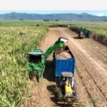 Central en Portuguesa alcanza 30 mil toneladas de azúcar en zafra récord