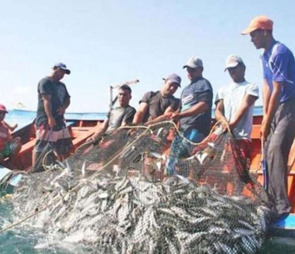 Ivic evalúa vulnerabilidad del sistema de pesca artesanal de sardinas