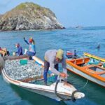 Nueva Esparta se alista para temporada de la sardina 2026